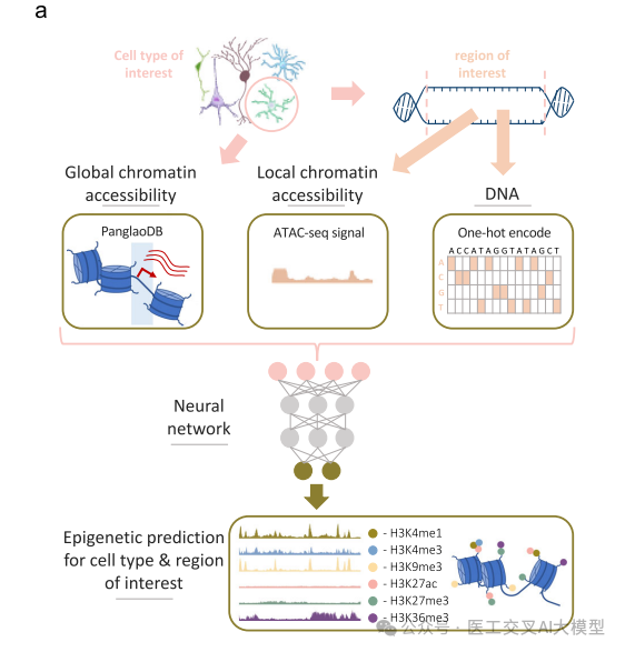 AI大模型赋能表观基因组学，实现细胞类型特异性的表观遗传标记预测-AI资源导航站